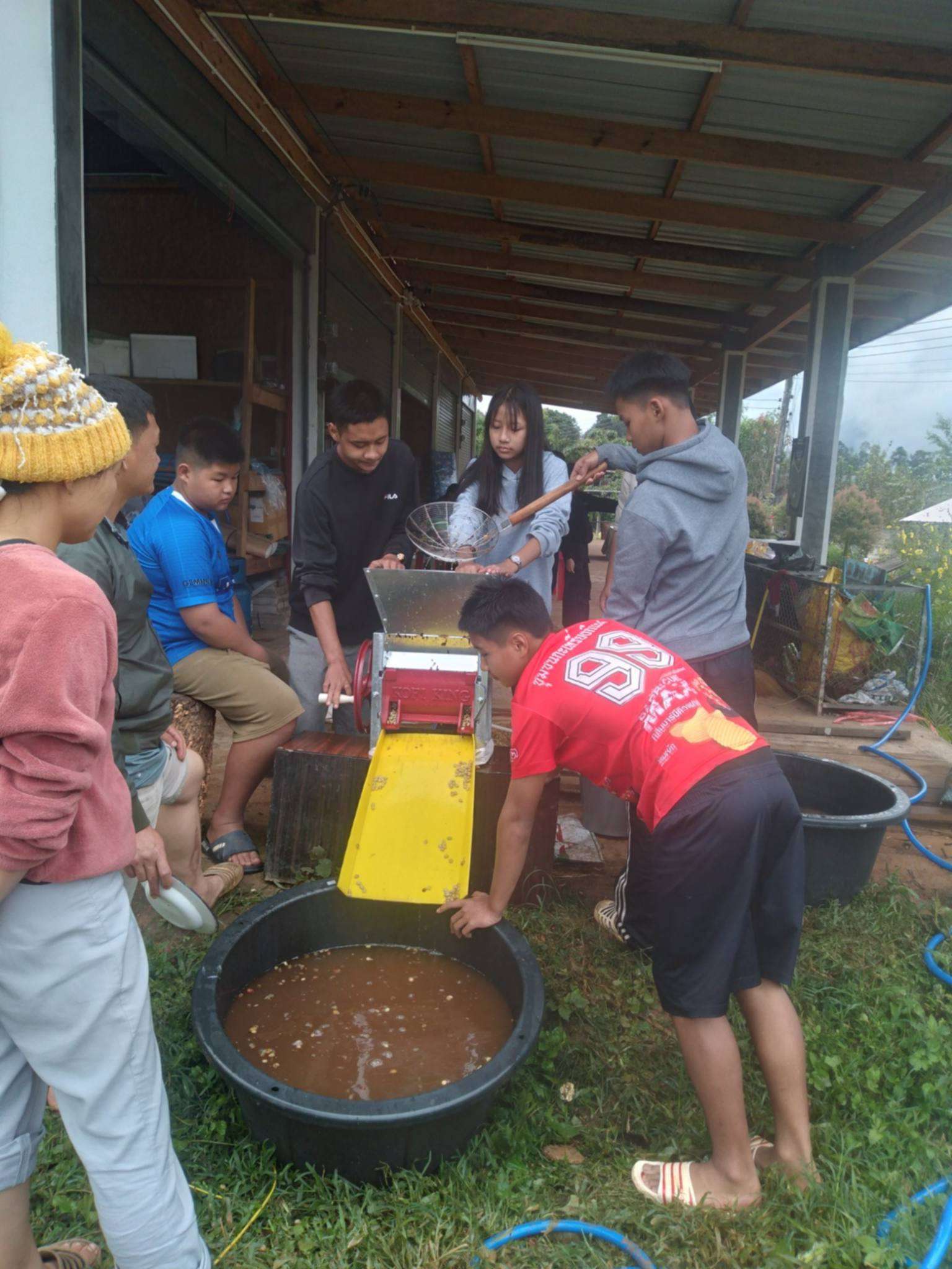 "Hands-on learning: The children are mastering the peeling process today. By handling the coffee cherries sourced from our own neighbors, they are learning the true value of our community's work."