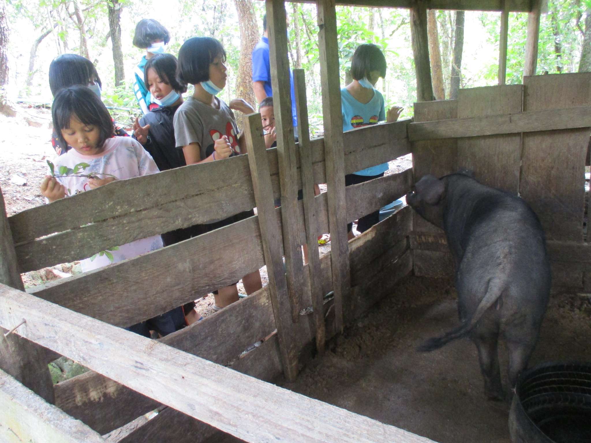 Pig pens ready for sale and consumption