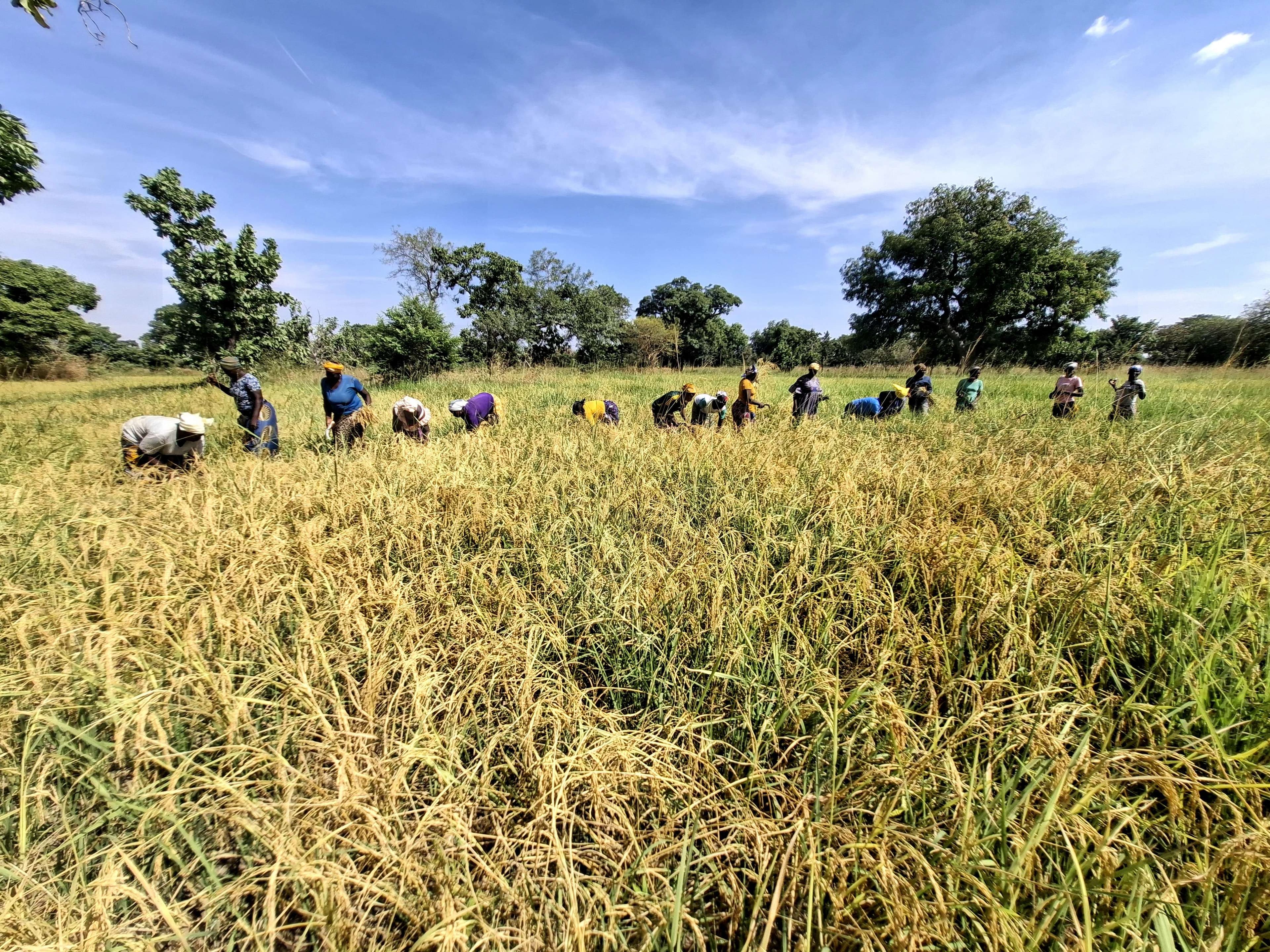 The rice harvest, part of which did not produce well