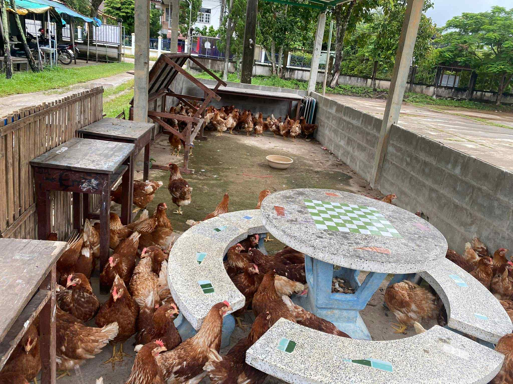 Egg-laying chickens for underweight children.