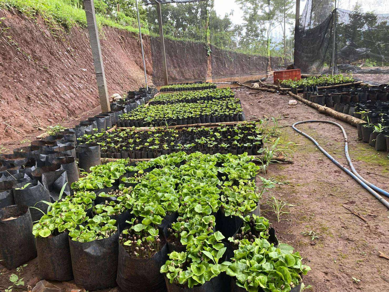 A group of children and youth make a coffee seedling nursery.