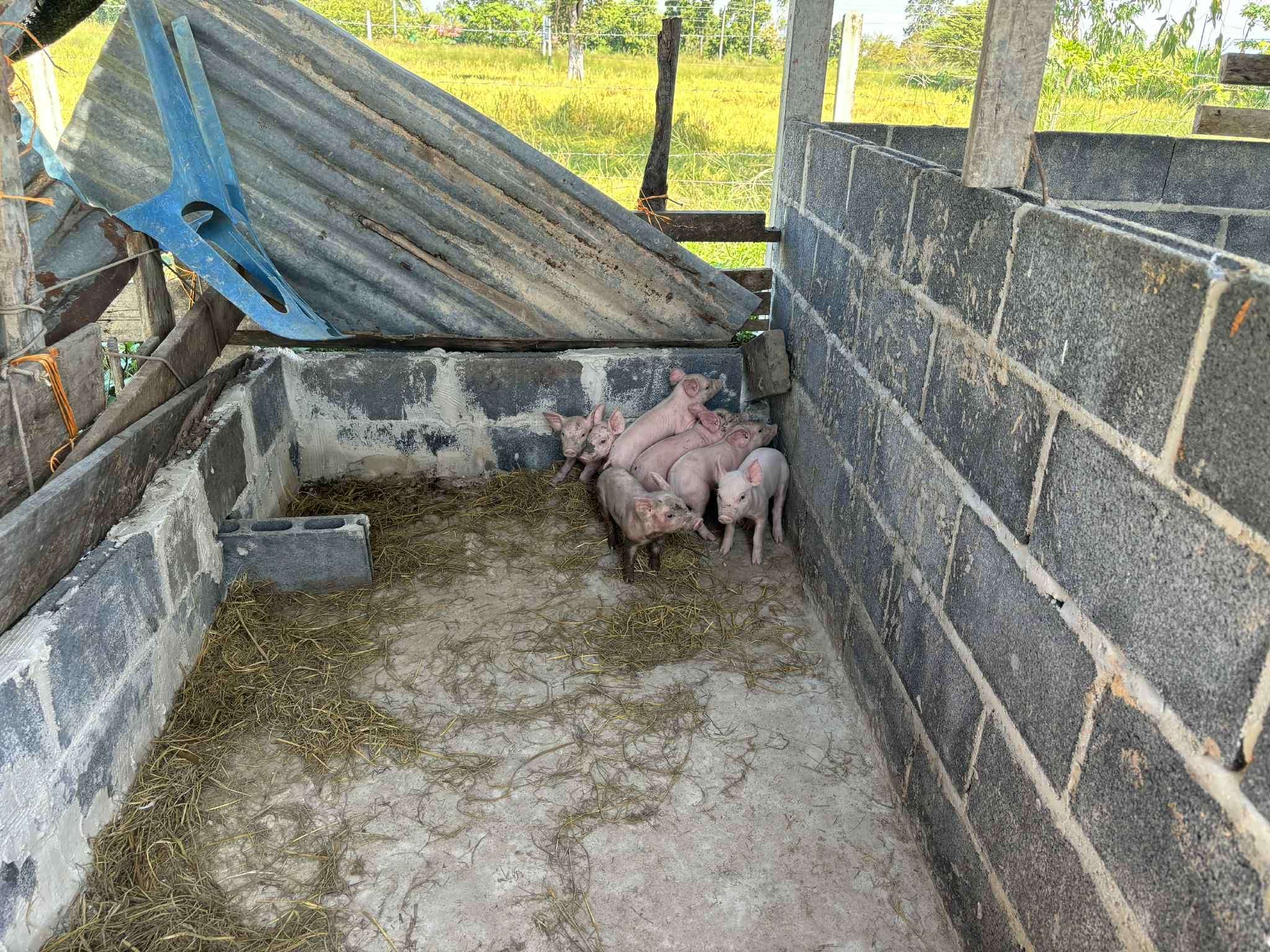 Pig Farming for Families