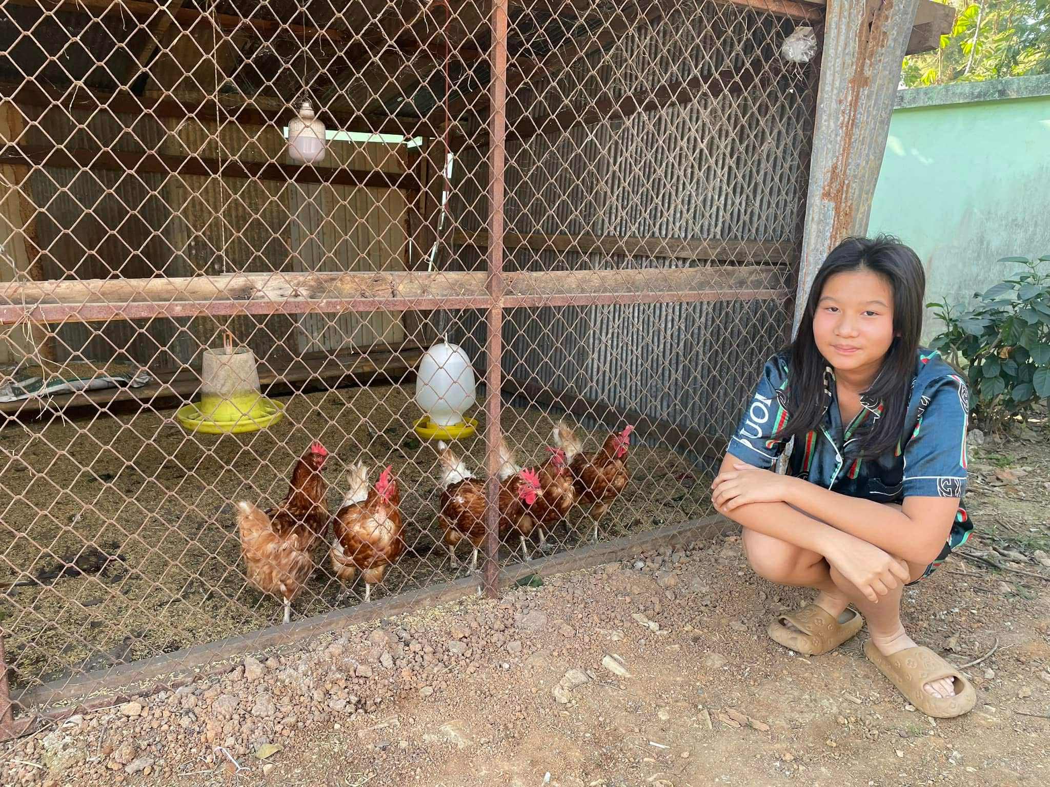 Raising chickens for eggs at home.