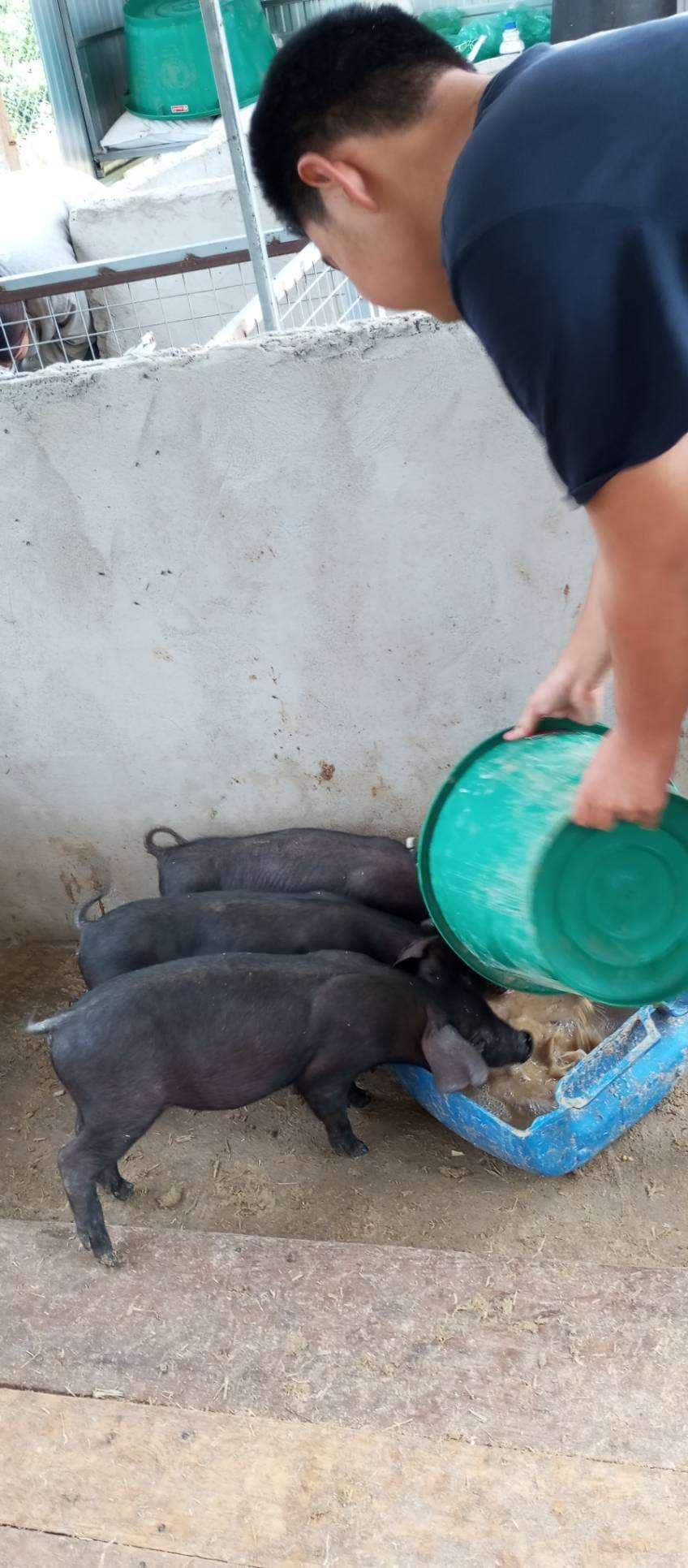 Empowering Youth through Pig Farming: A Path to Sustainable Agriculture and Entrepreneurship!