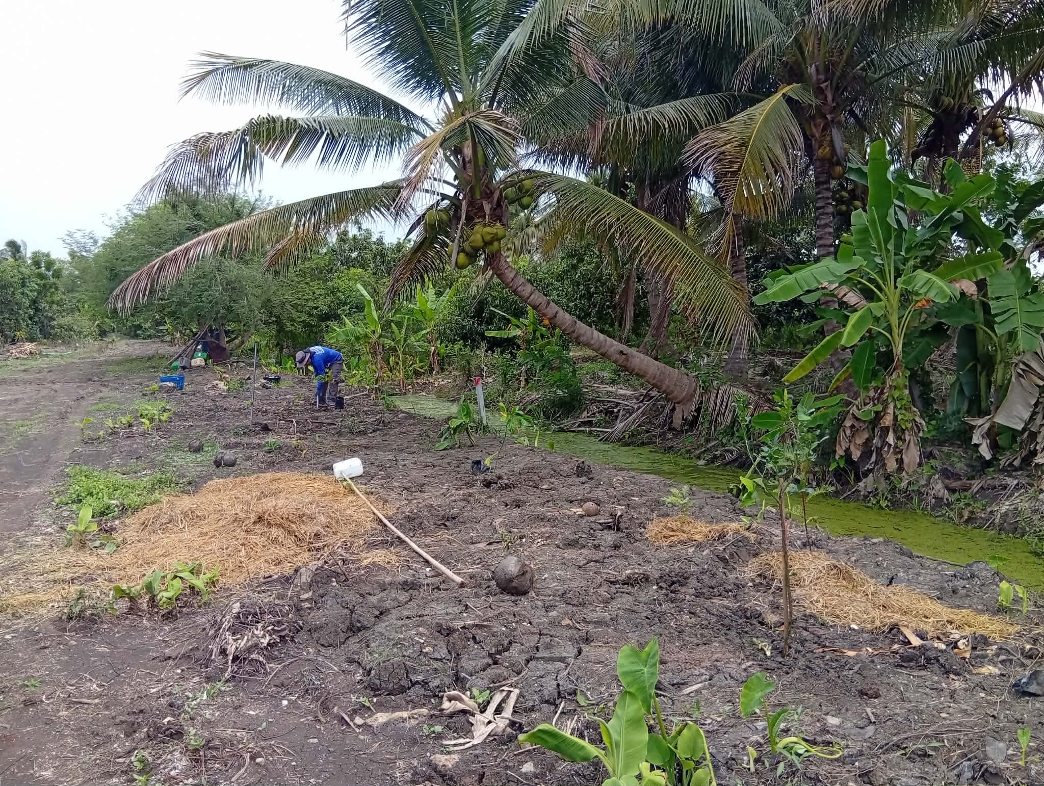 	Planting fruit trees 