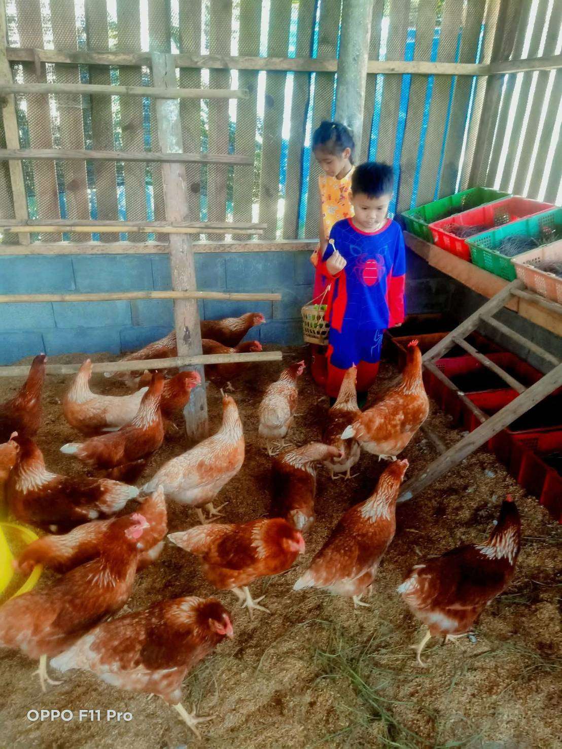 Egg-collecting in the morning