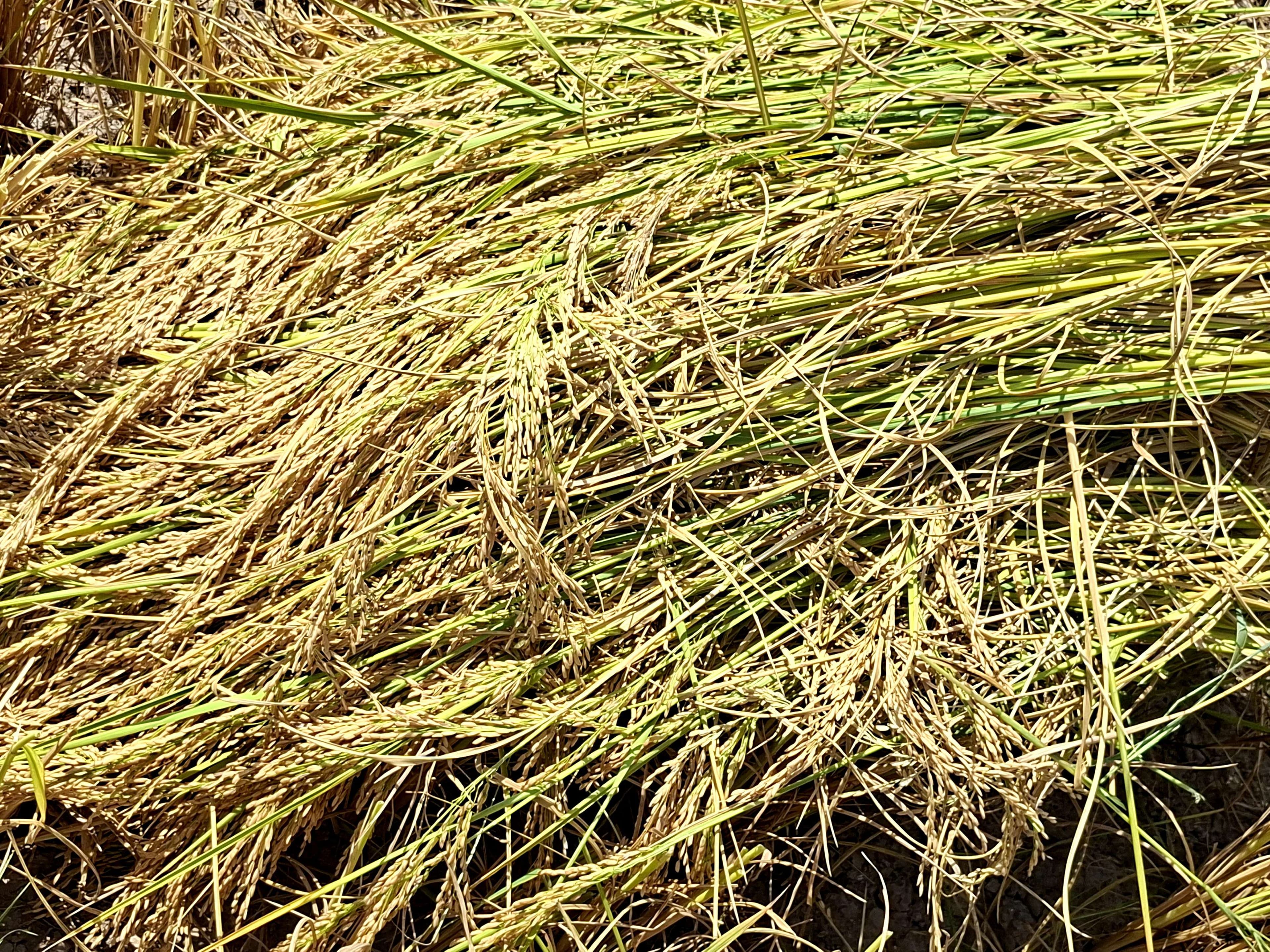 Piles of harvested rice