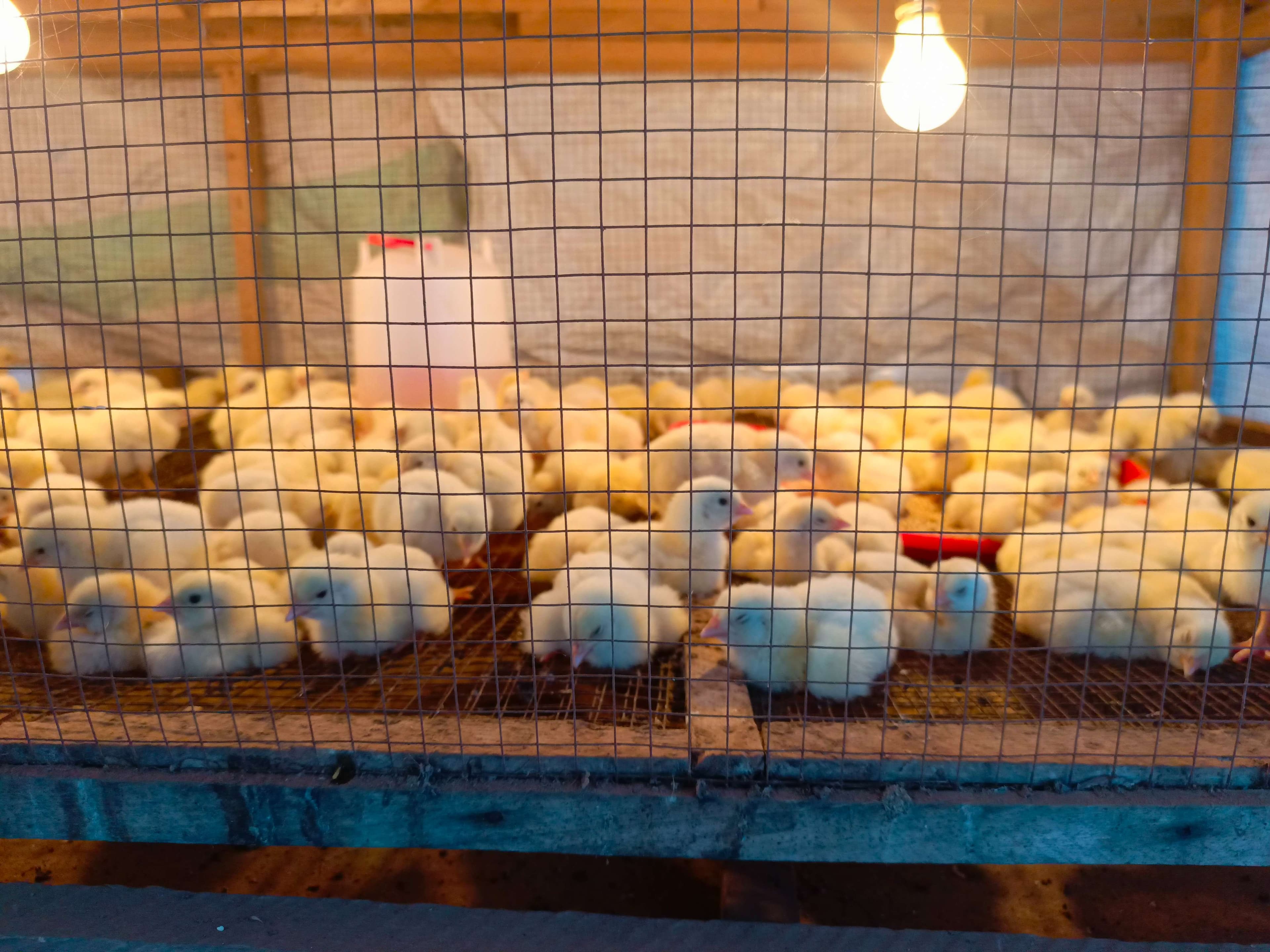 Chicks to raise