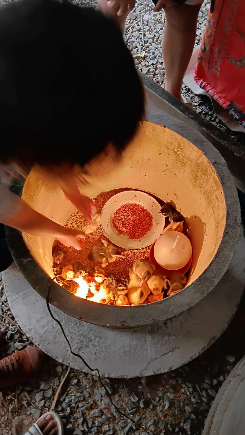 I'm raising ducklings myself.