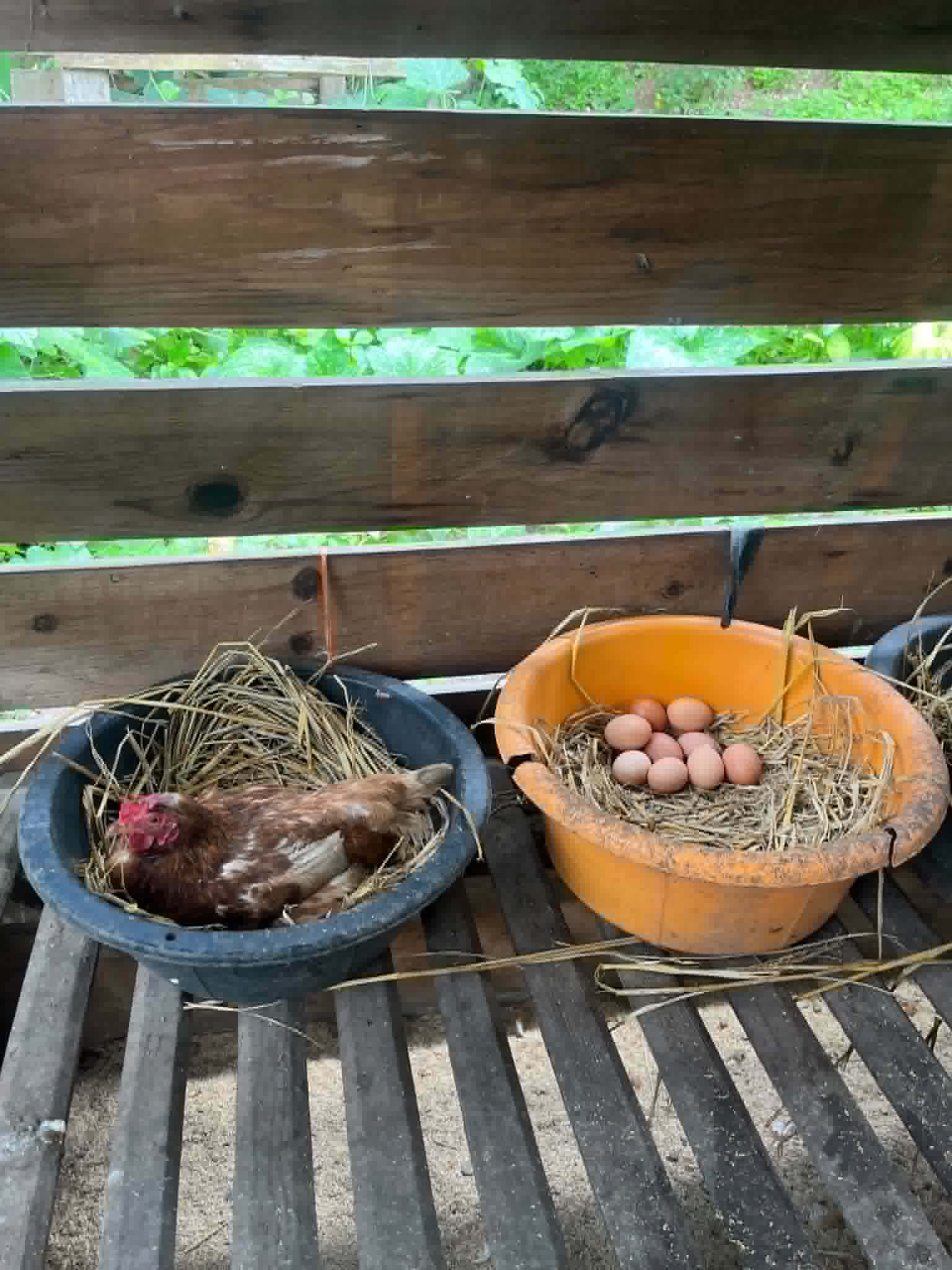 A hen laying eggs in the coop.