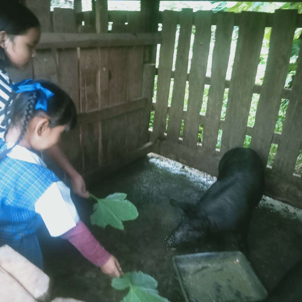 Children are feeding the pigs.