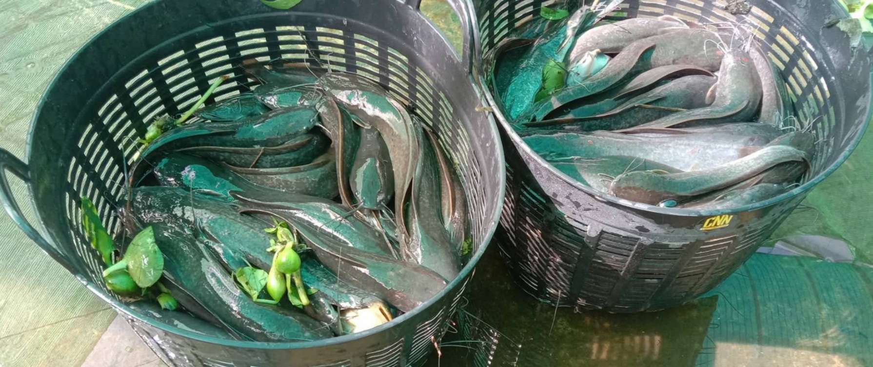 From Pond to Plate: Empowering 50 Children through Sustainable Aquaculture