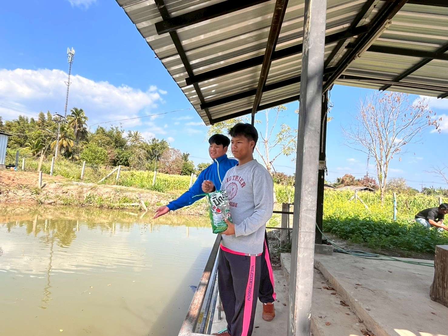 Feeding the fish in the pond.