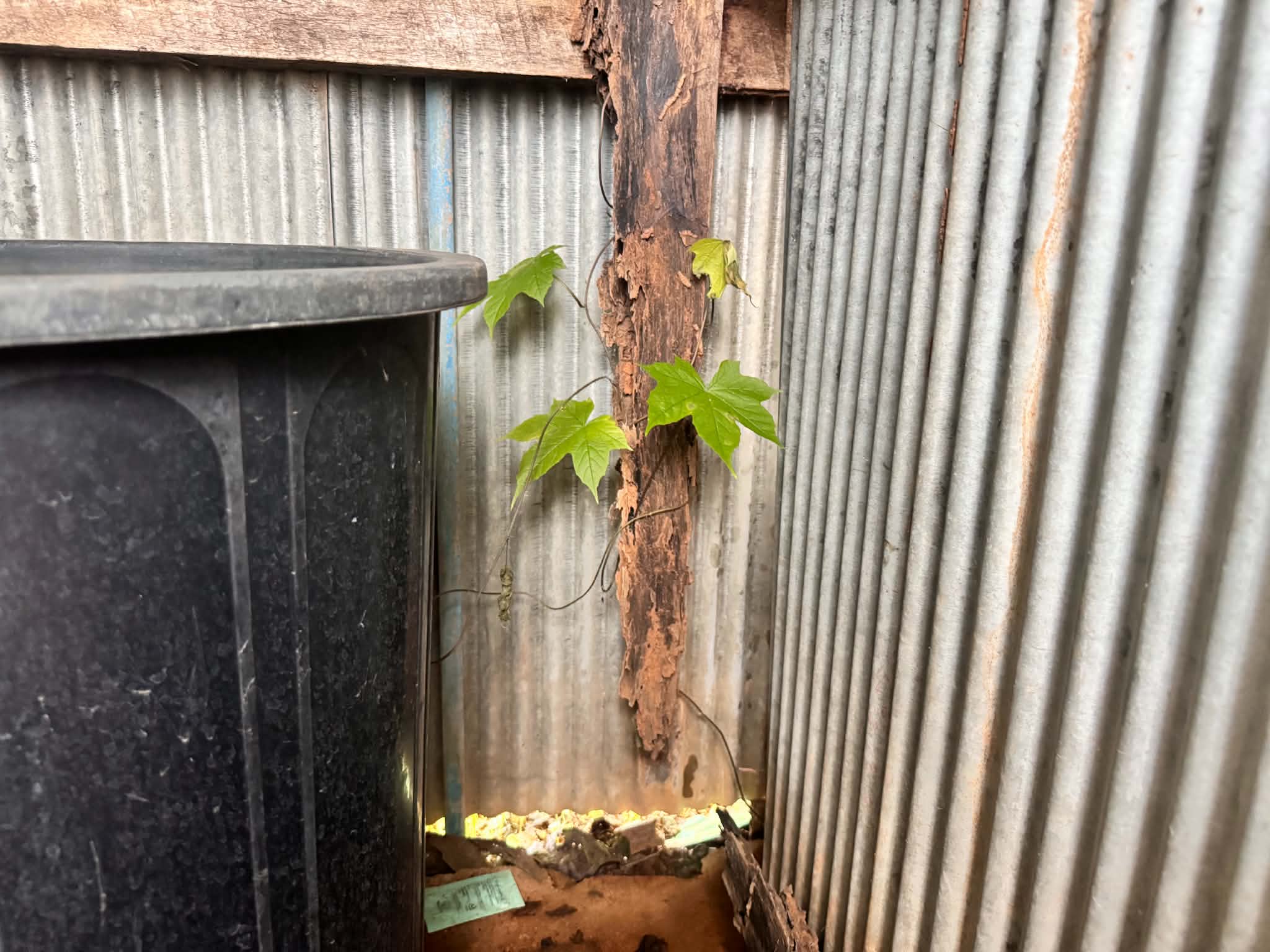 The bathroom structure has been severely damaged by termite infestation.
