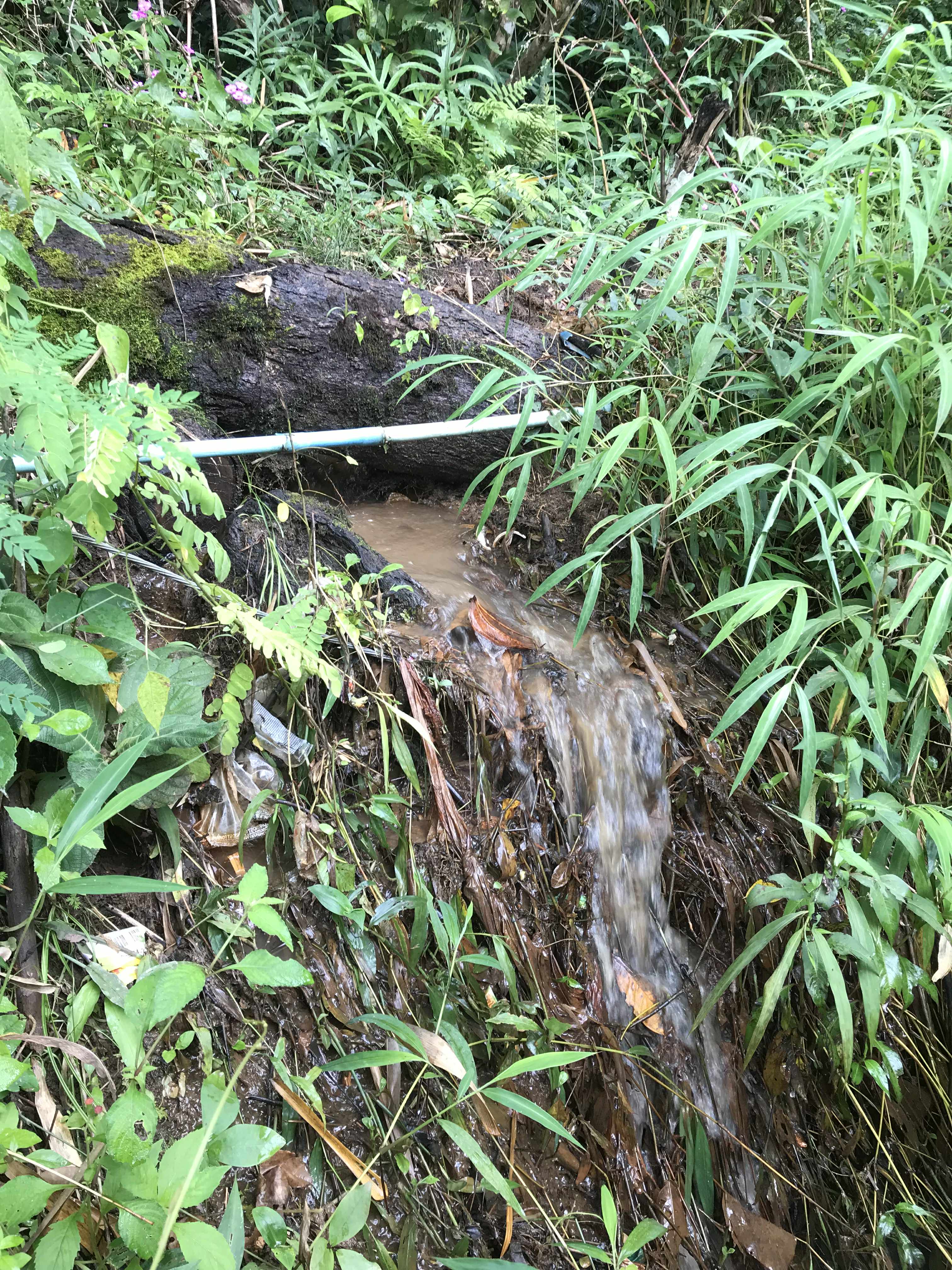 During the rainy season, water often becomes turbid and contaminated with germs, making it unsafe for drinking and household use.