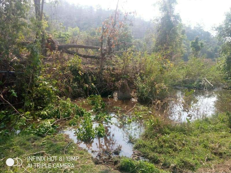 Streams in forest areas