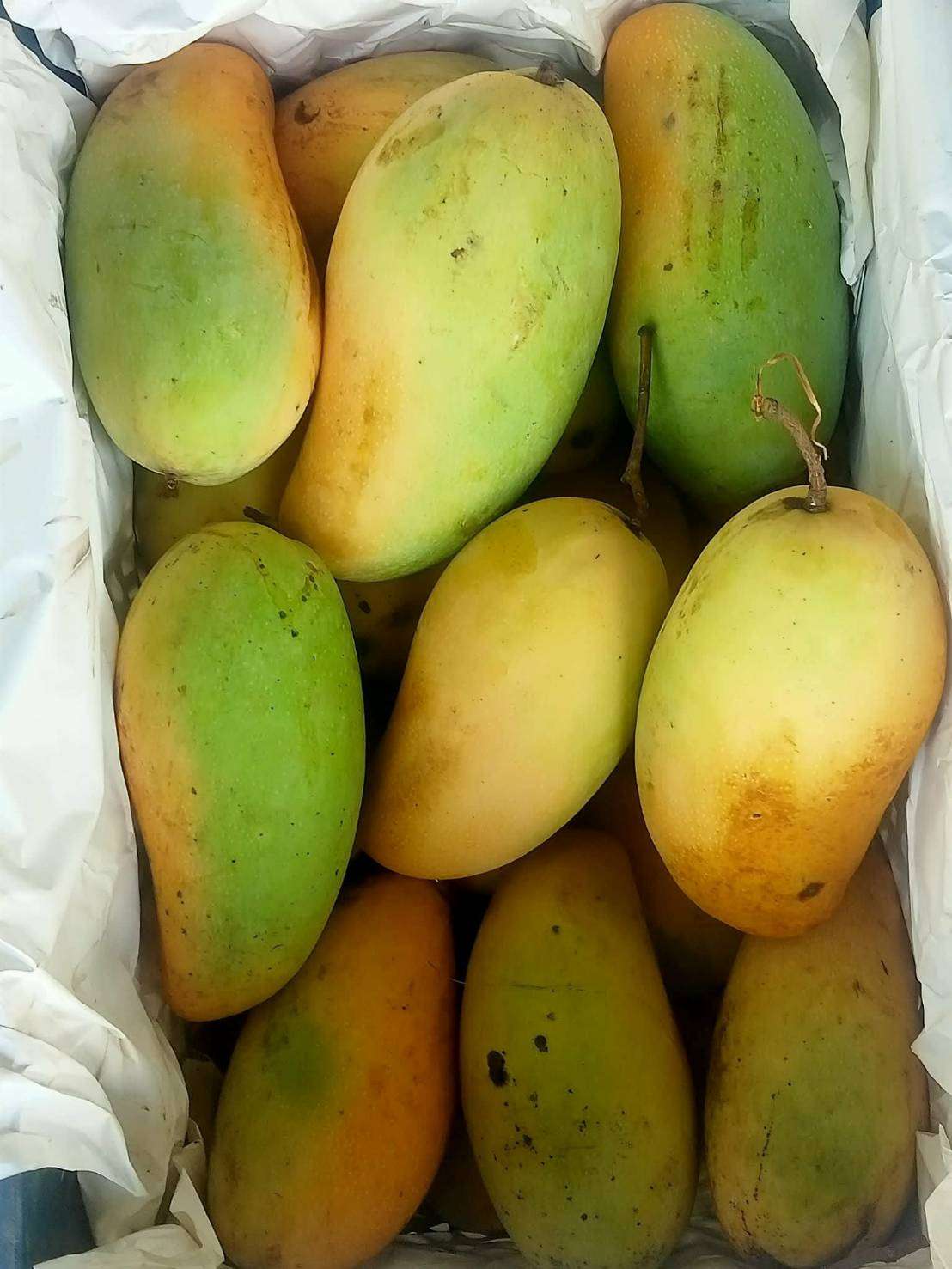 Mangoes grown in the community are ready for processing.