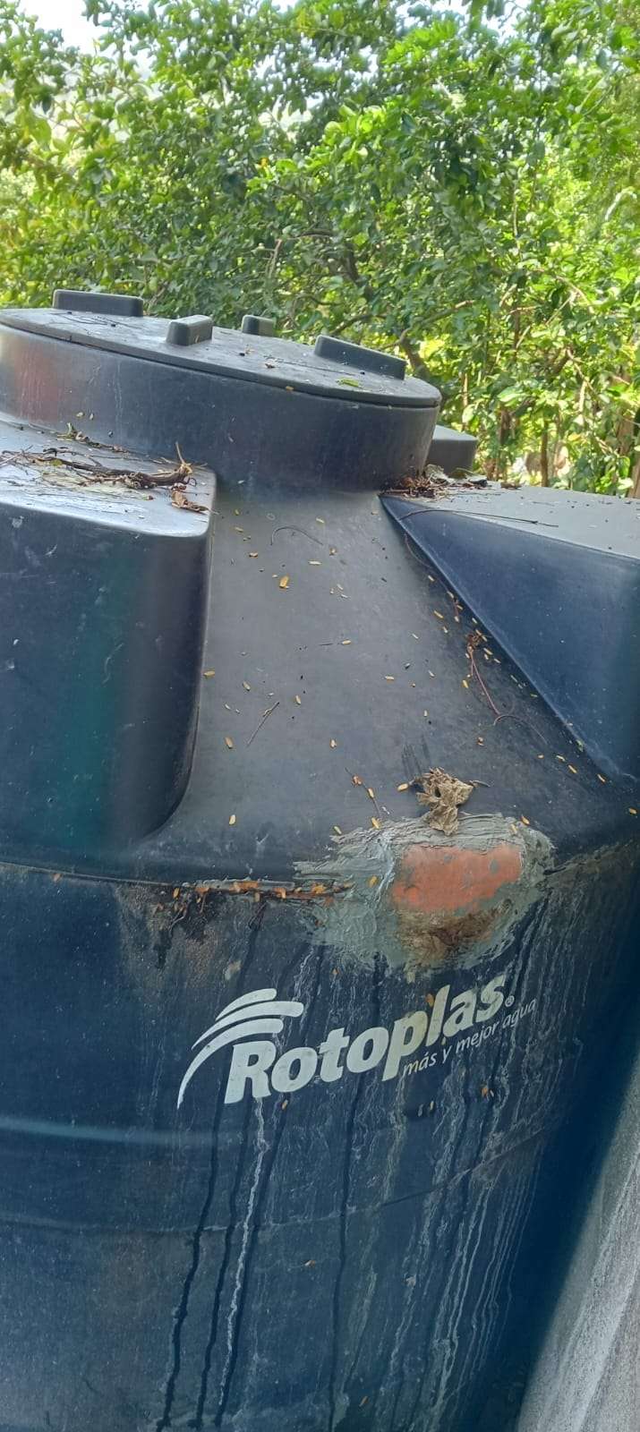 Tank damaged by tree branches