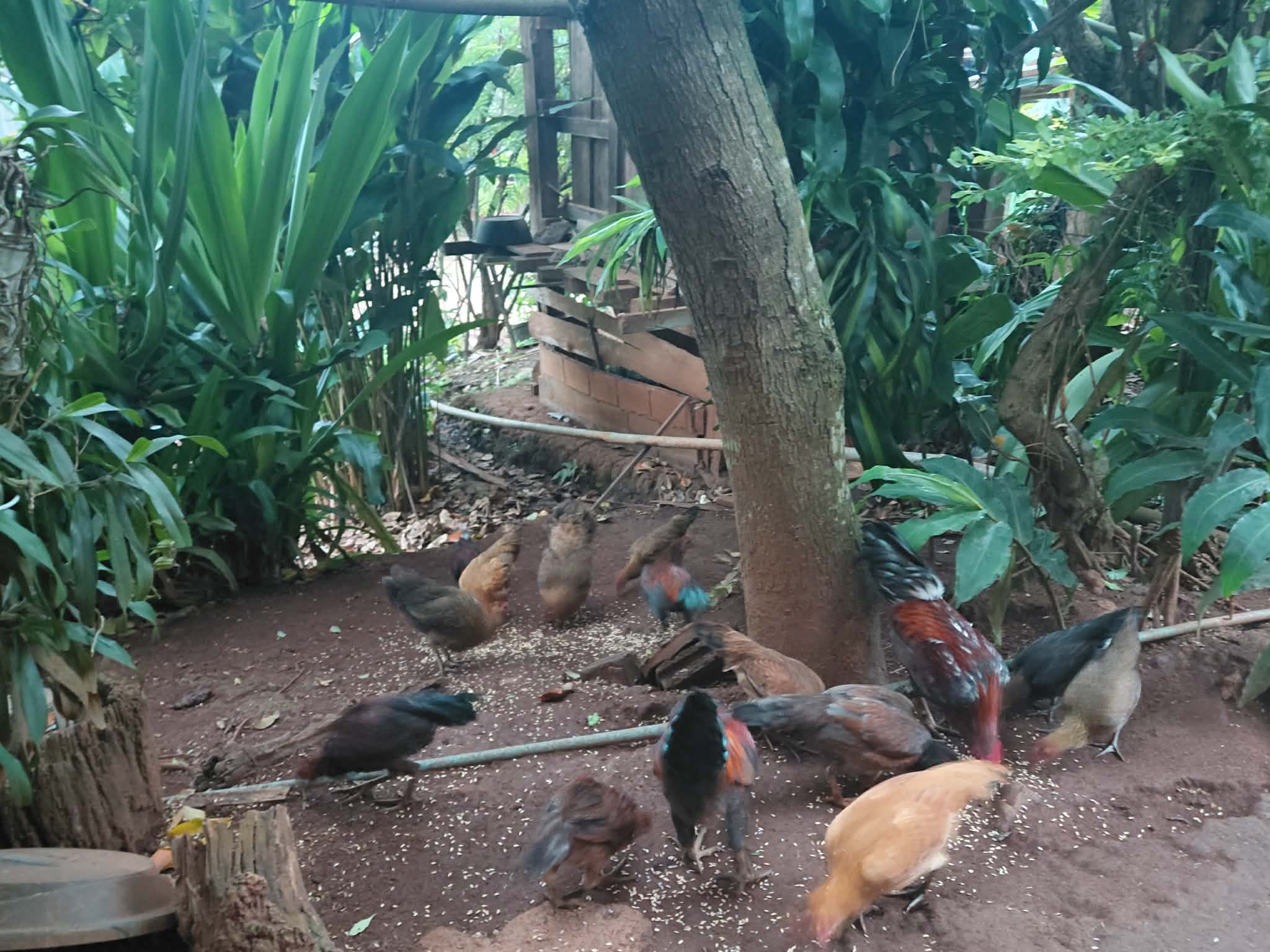 No coop, no problem—for now. We are proving that grit comes first, and infrastructure follows. Help us build the safe havens these flocks deserve.