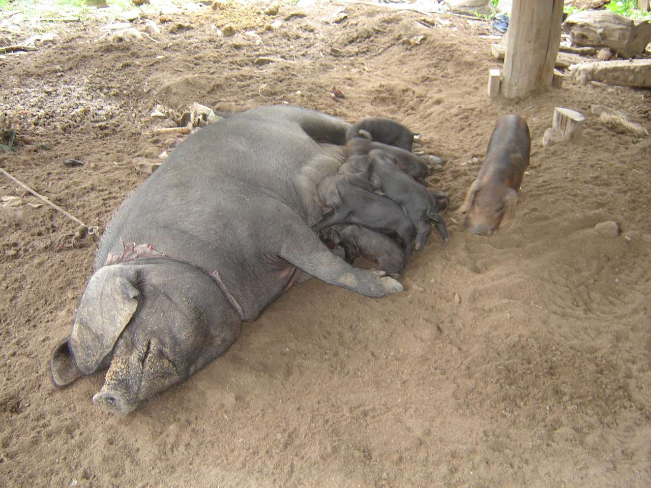 Raising pigs in the traditional way