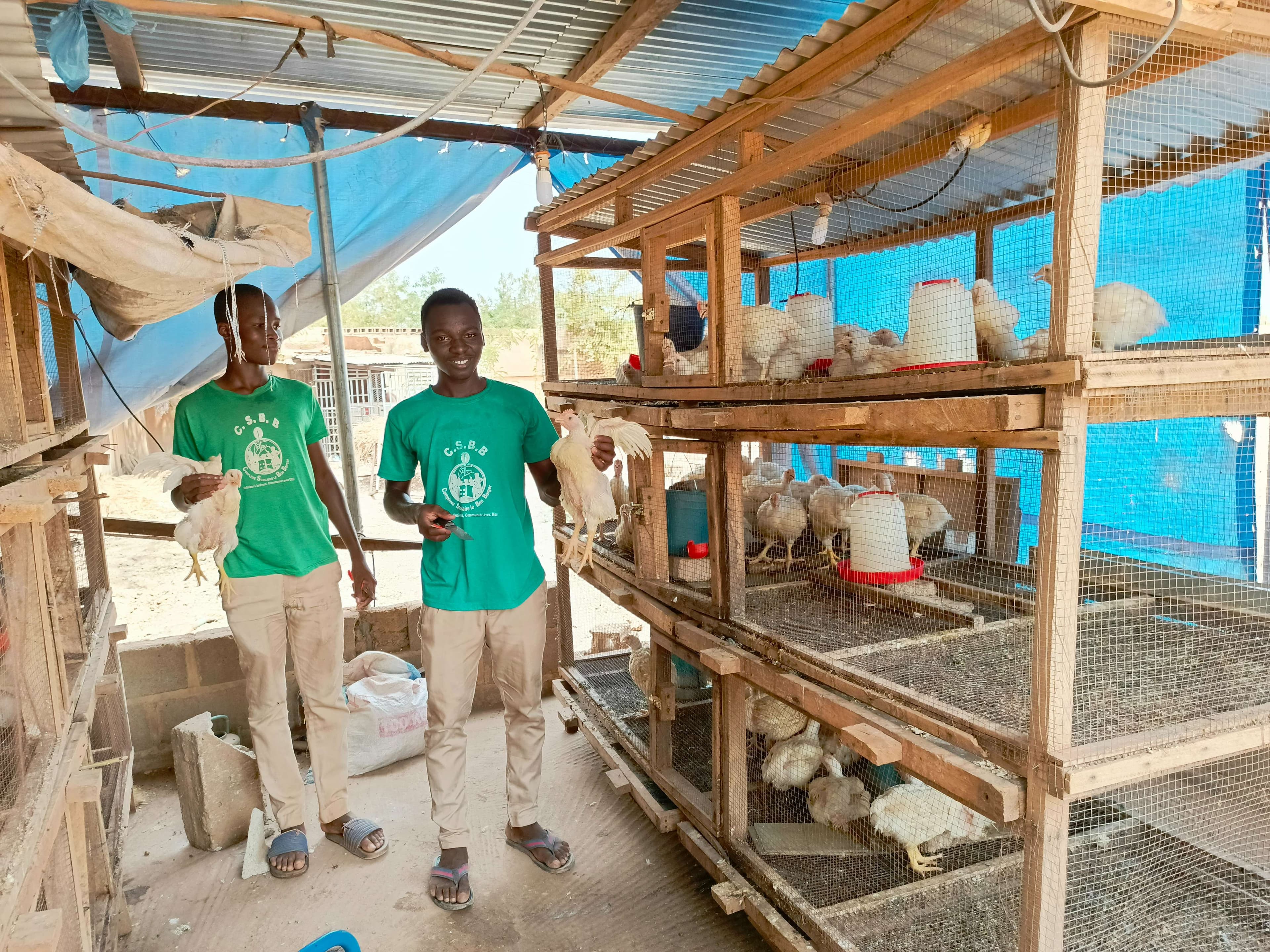 Chickens raised ready for sale by young people