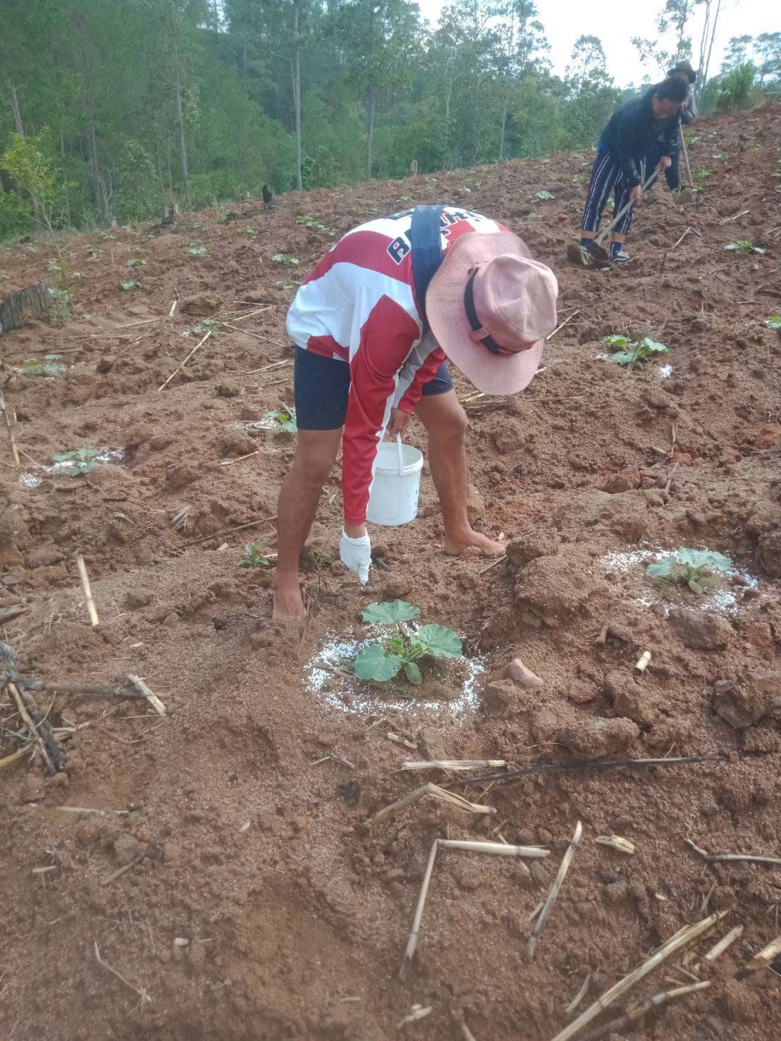 Children assist their families by caring for crops, including fertilizing pumpkin plants
