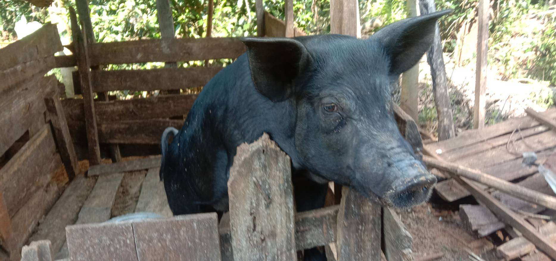 Pig Farming for Family Income and Stability