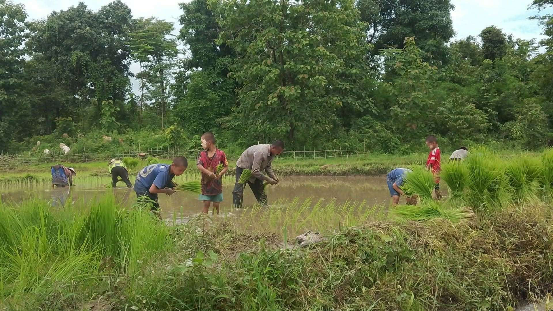 The children learned how to plant rice.