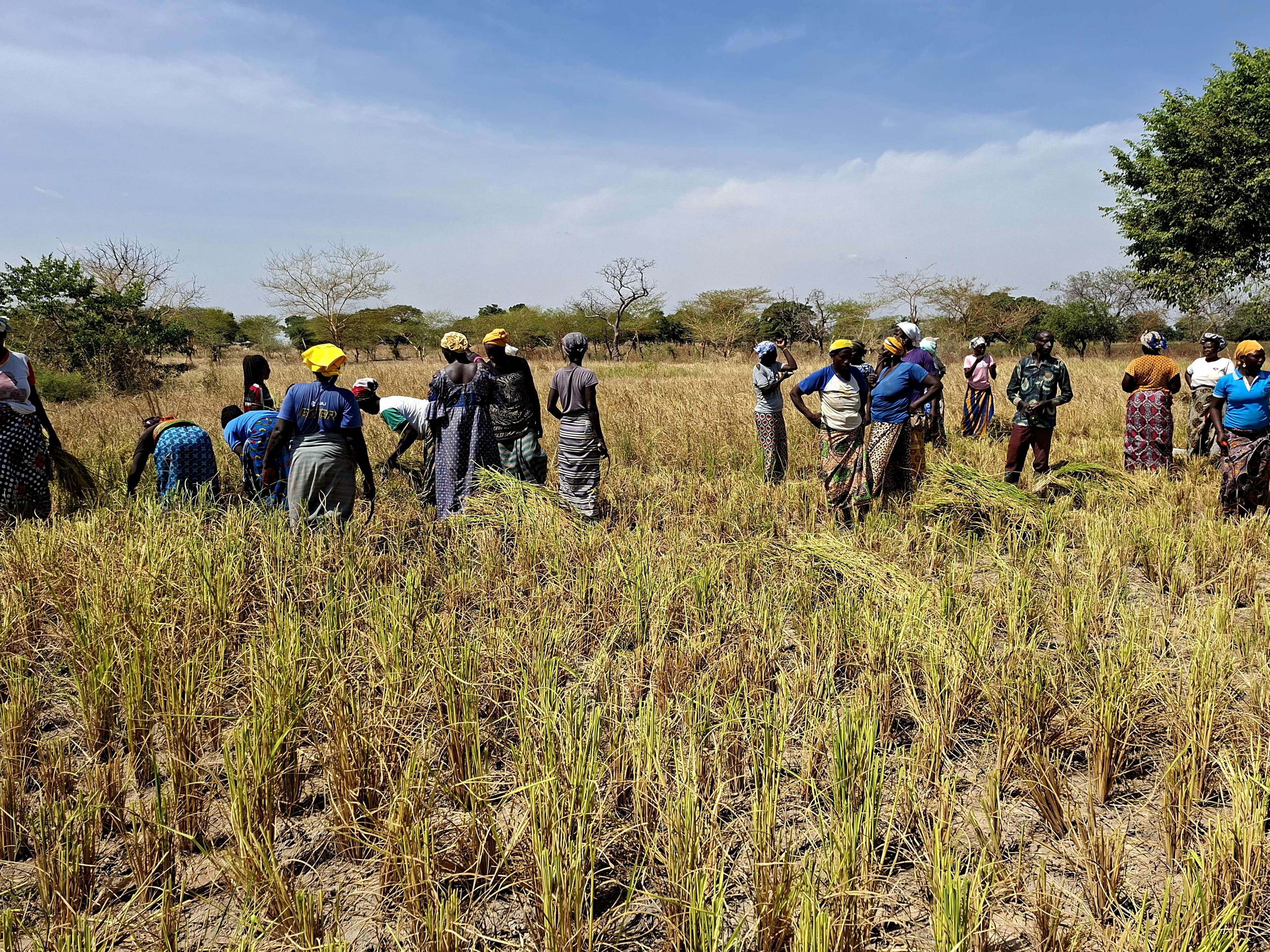 The rice harvest by the women of the group