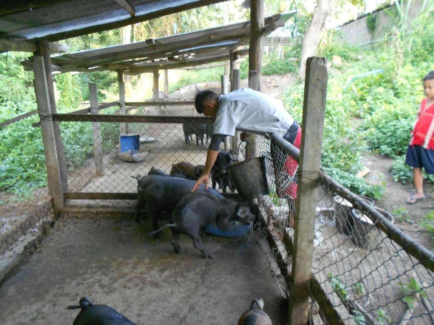 Children feeding pigs