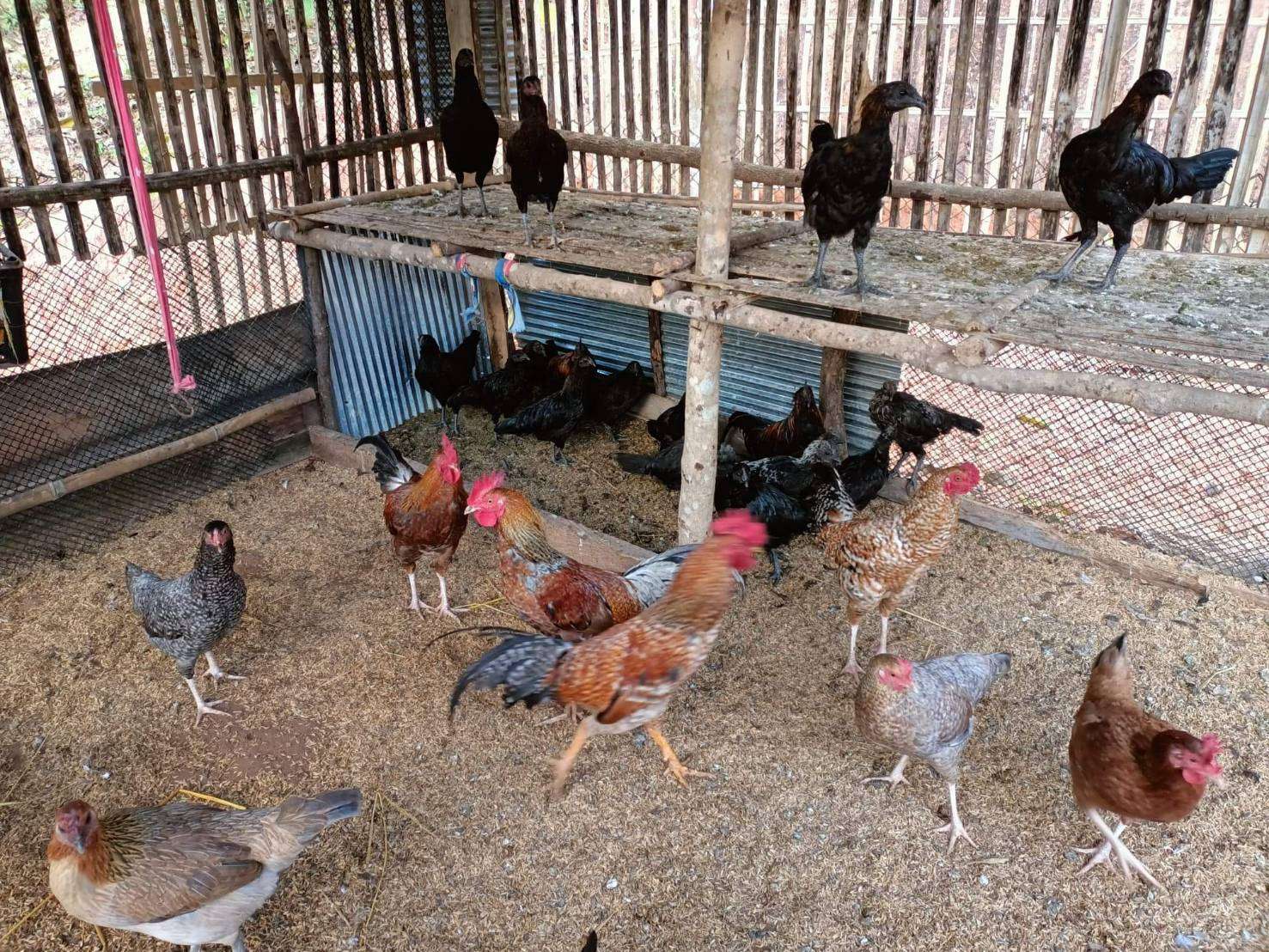 Career promotion for parents to have purpose and income