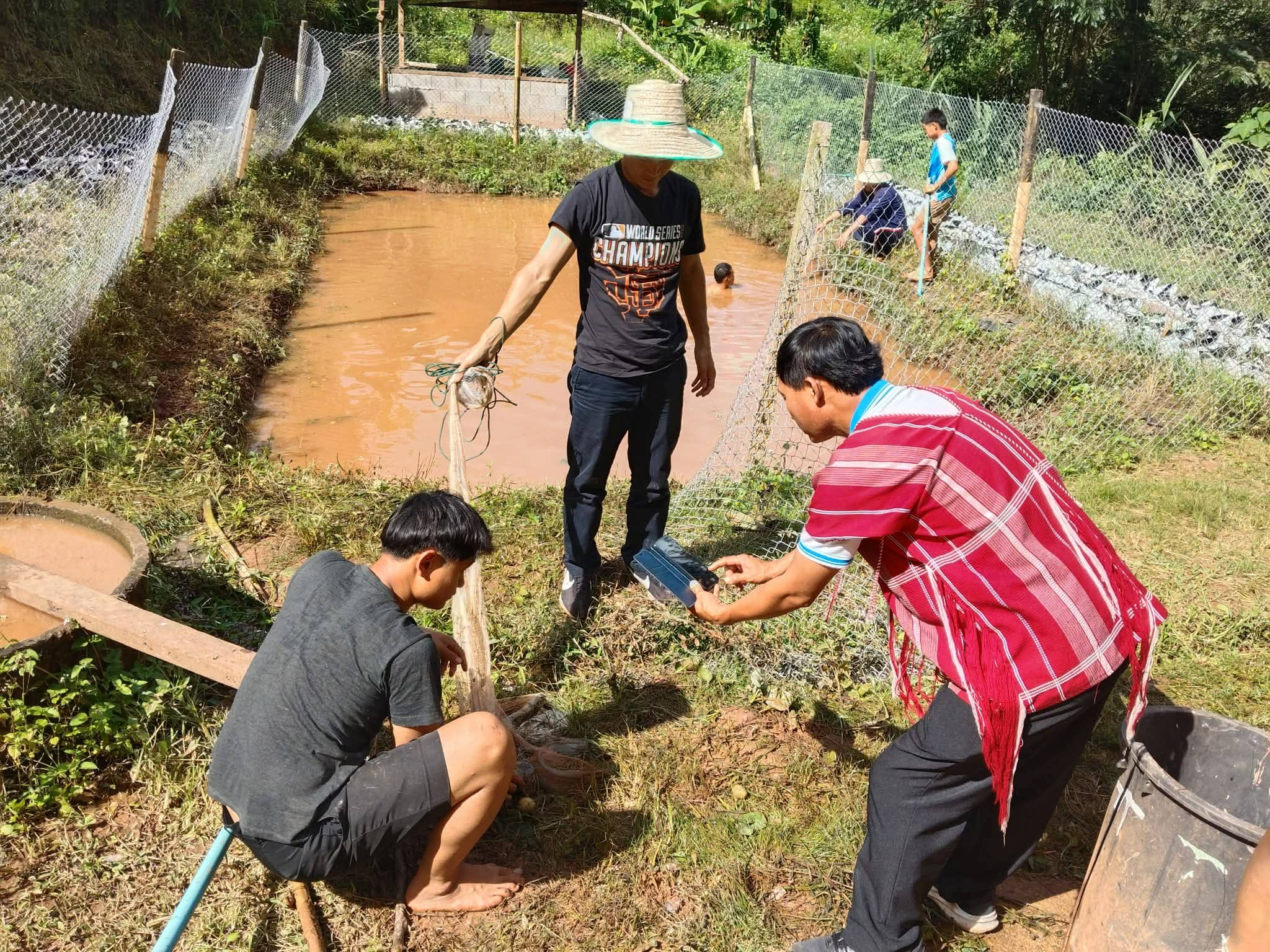 Remove weeds from the fish pond