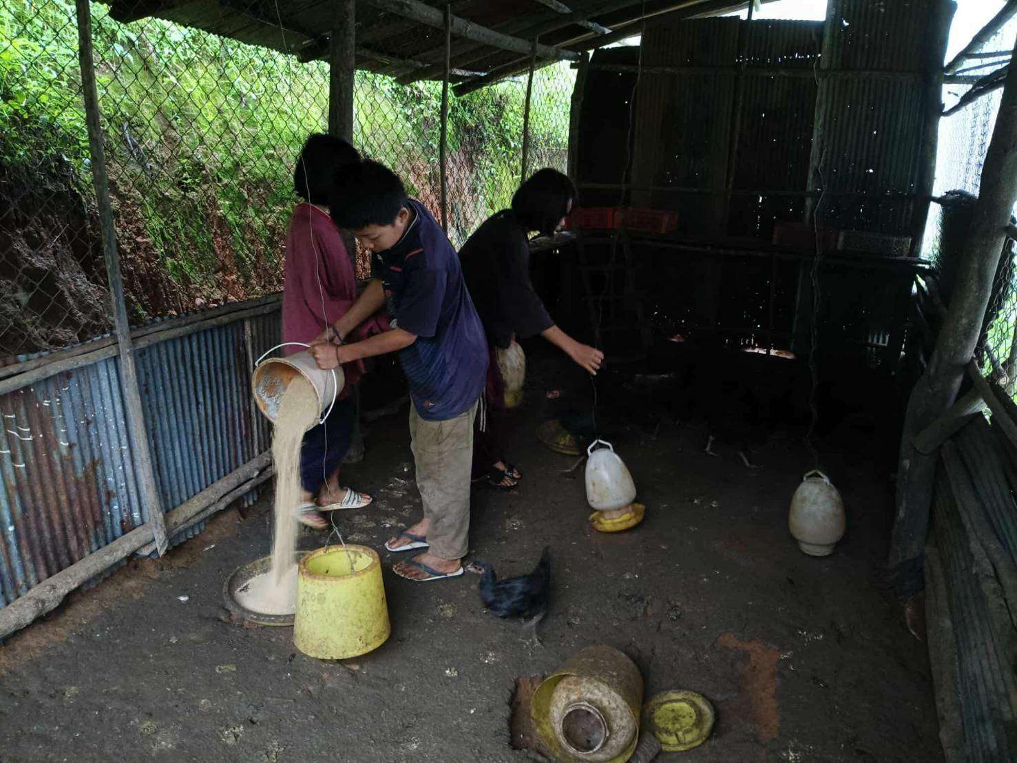 Caring for the chickens