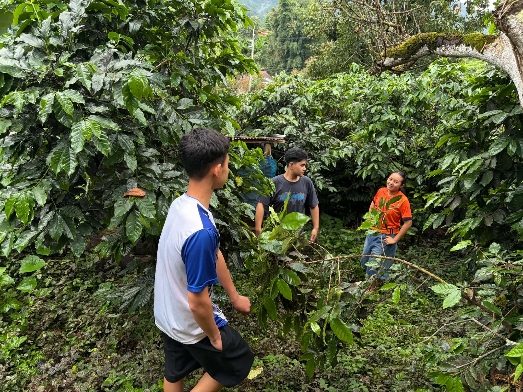 Attention to detail starts here. So proud to see our community and youth taking such great care with our coffee harvest.