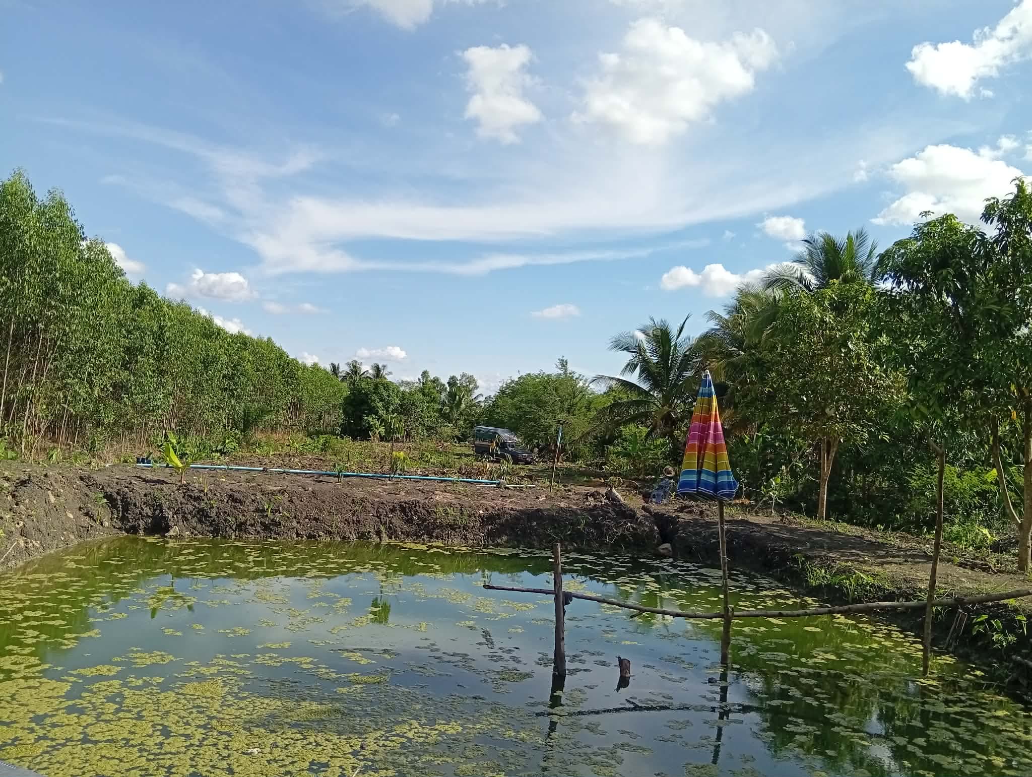 Earthen natural pond 