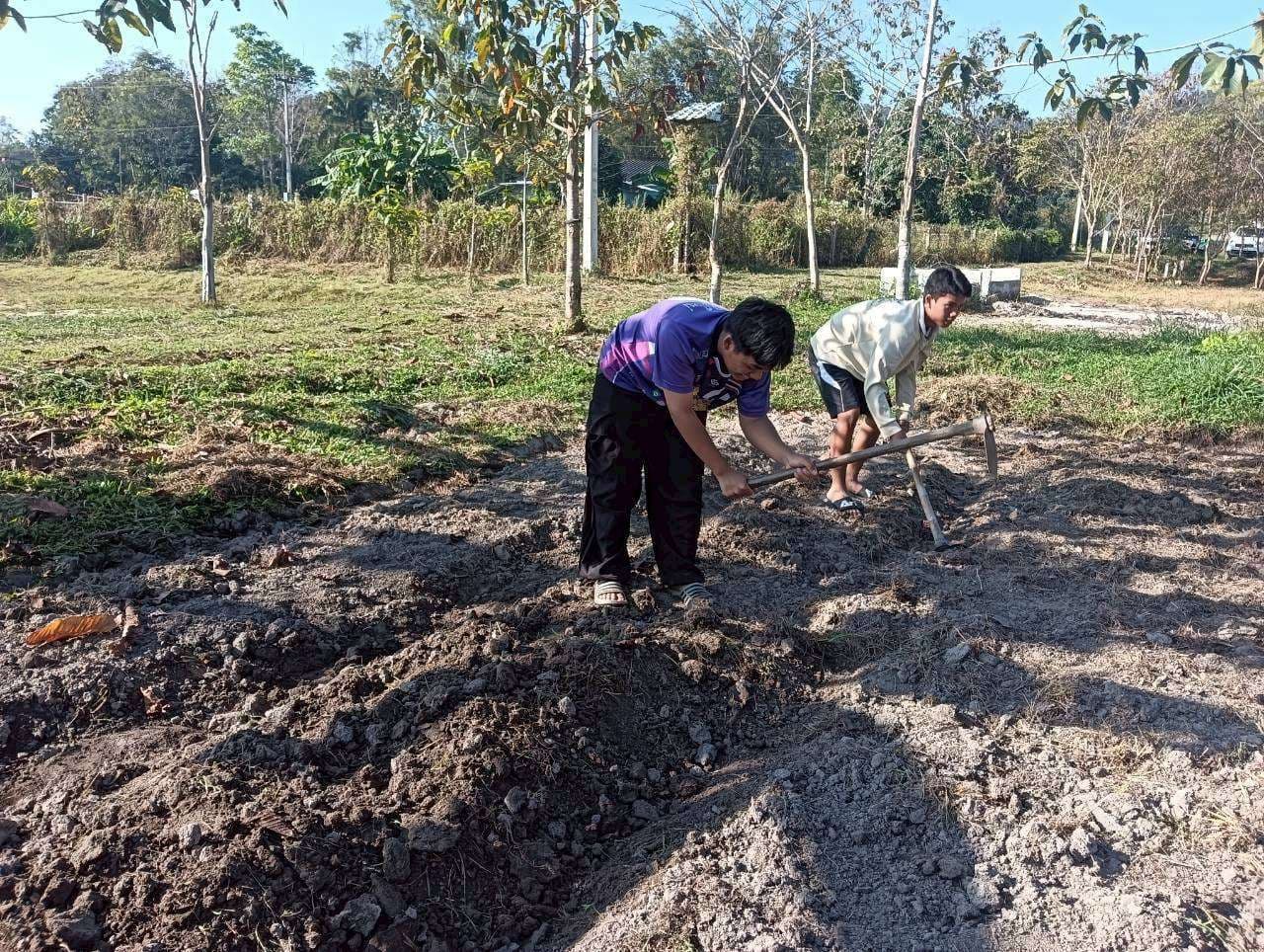 Till the soil and prepare raised beds for planting vegetables.