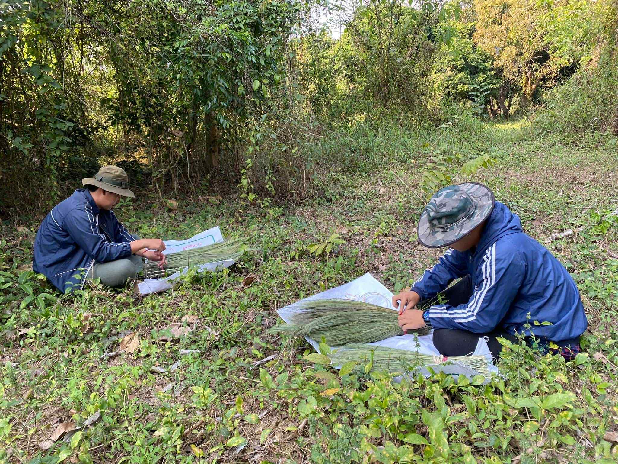 Preparation in Progress: Drying and bundling broom grass, essential steps in creating high-quality handmade brooms that benefit the community.