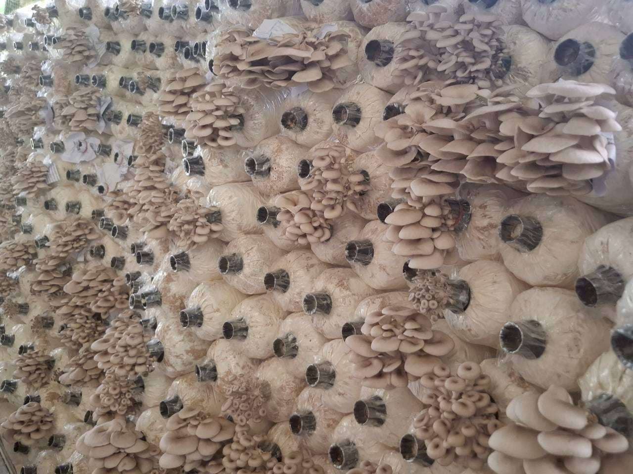 Waiting to harvest and sell the produce