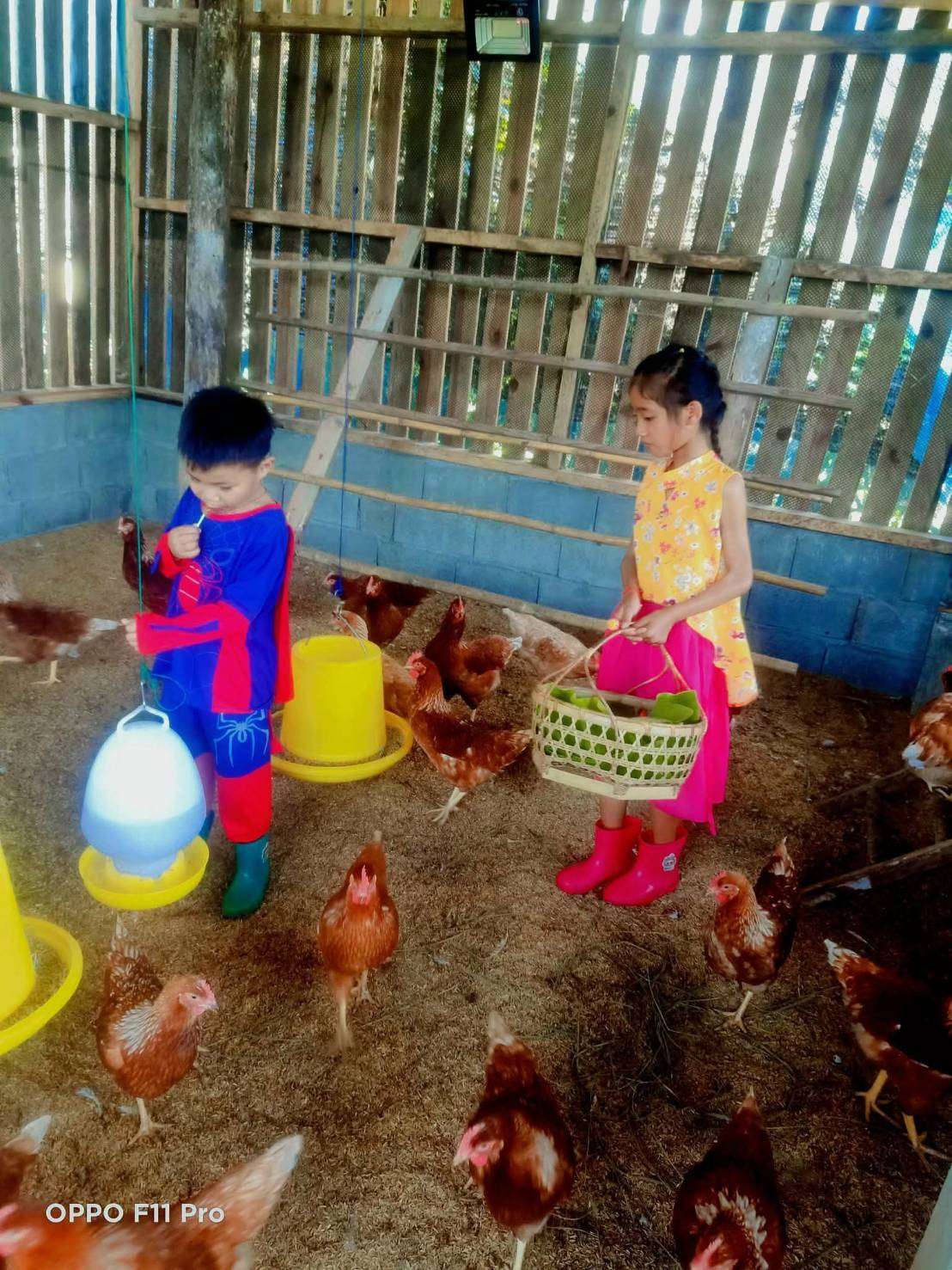 Watering the chickens and collecting eggs