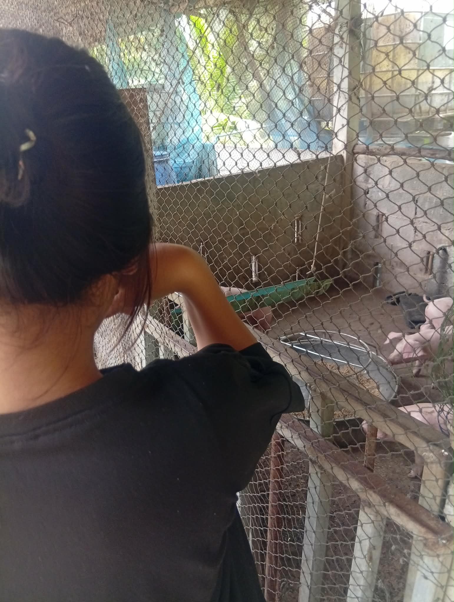 Children and youth have to come and take turn to feed to feed the pig every day.