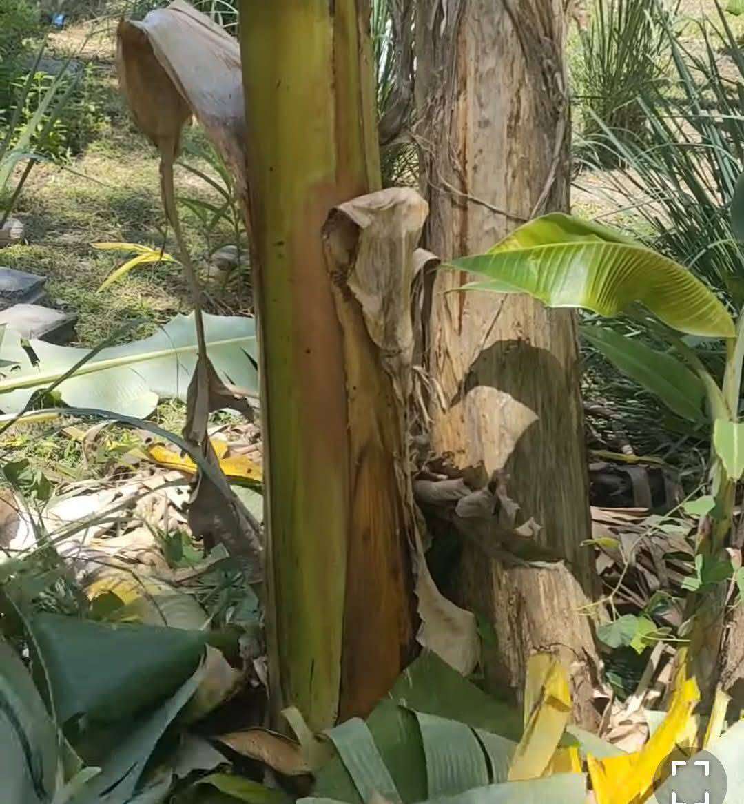 Traditional banana planting as pig feed