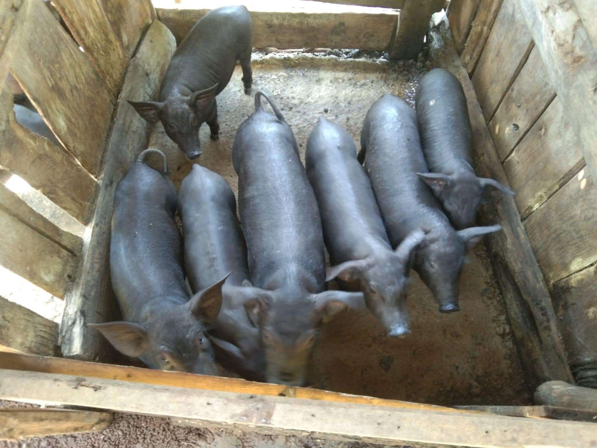 Piglets are standing waiting for food with excited and hungry expressions.