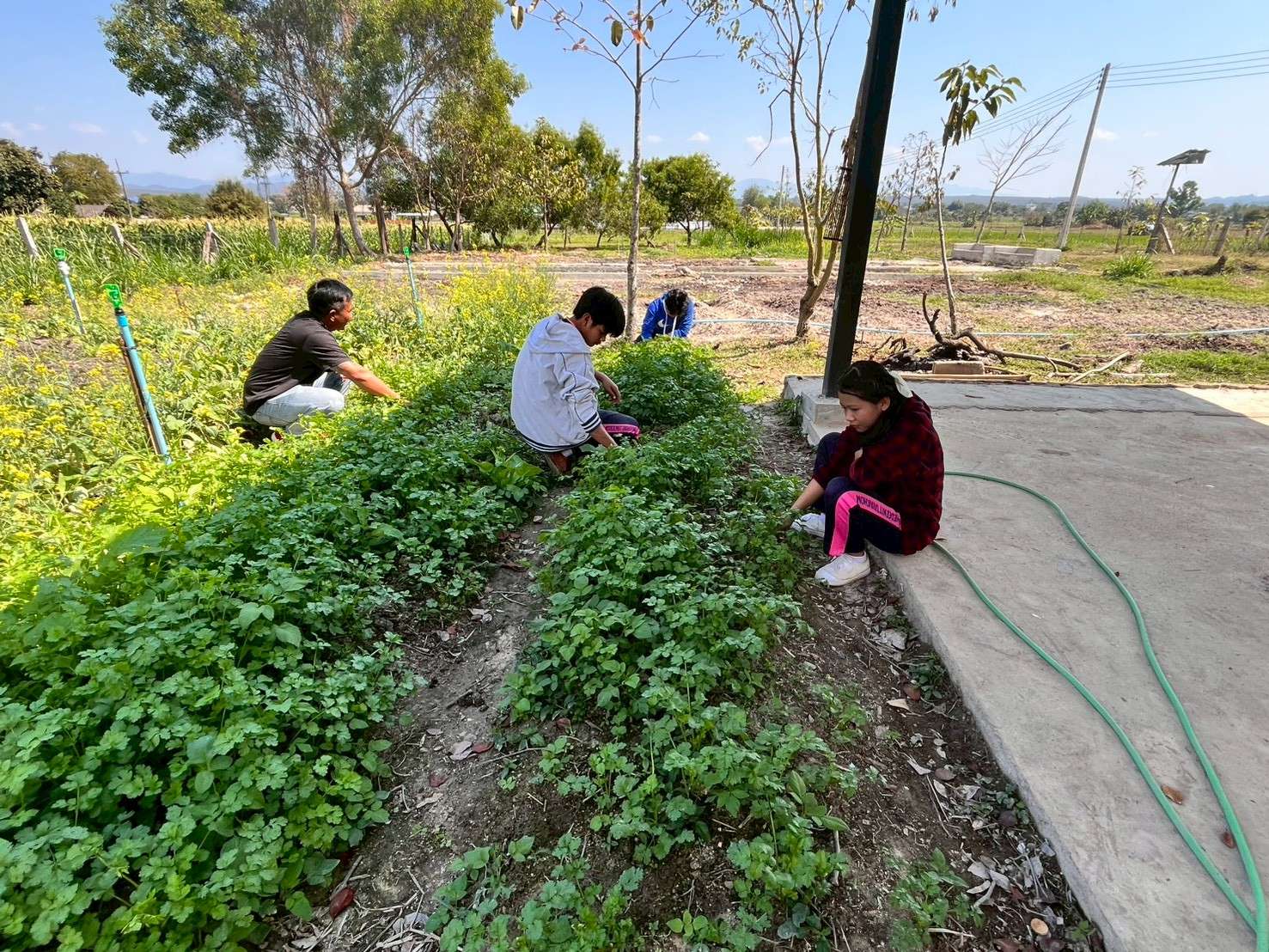 Remove weeds from the vegetable plot.
