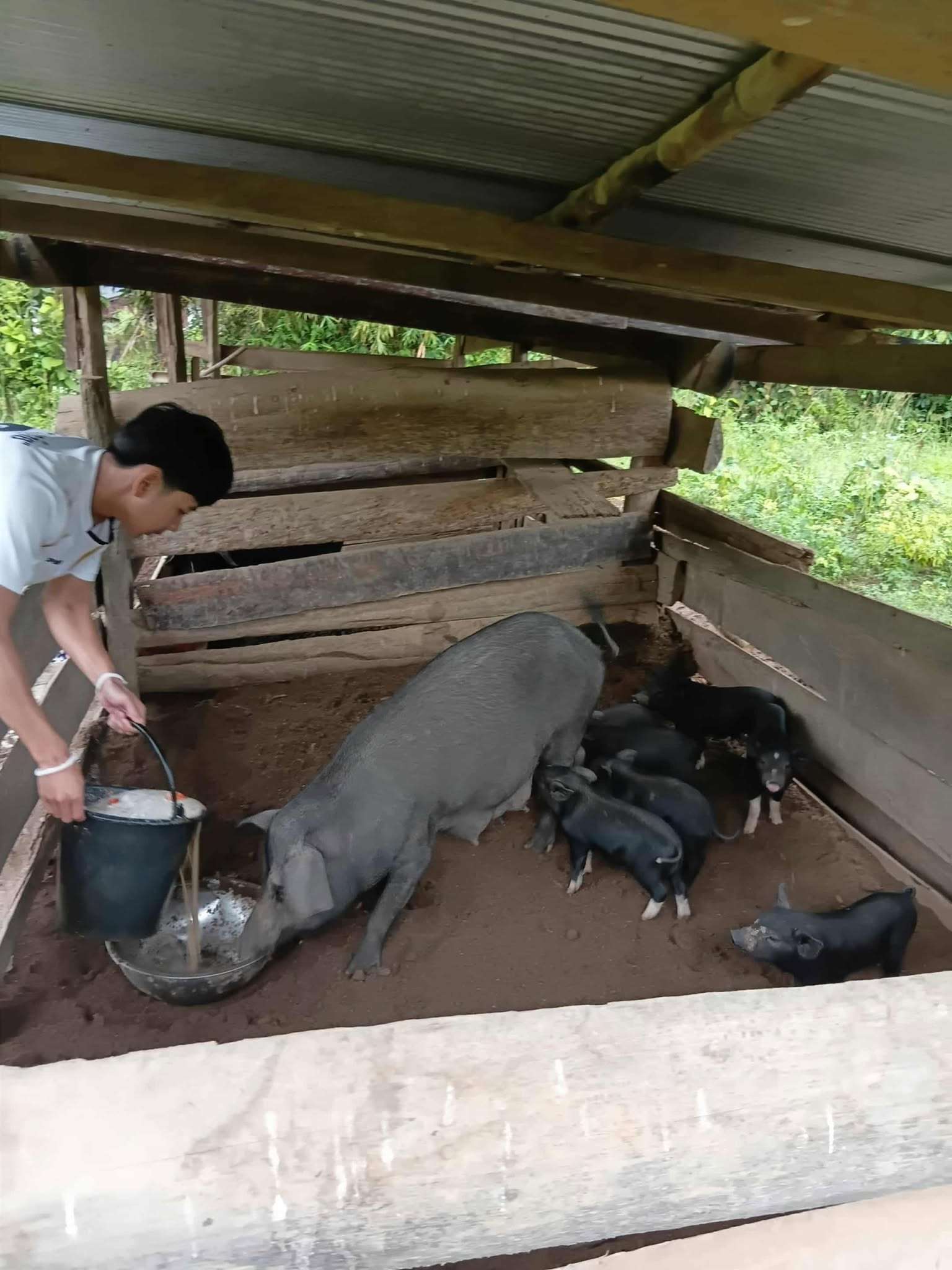 Children feed mother and baby pigs.