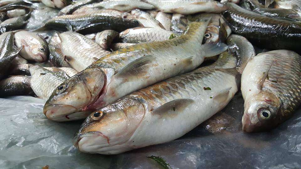 Fish in natural habitats