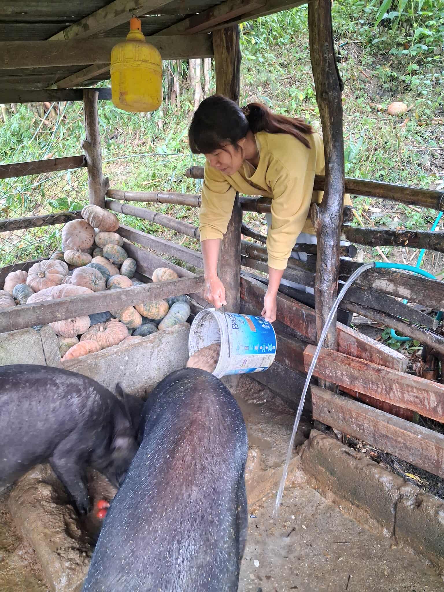 Pig farming career project