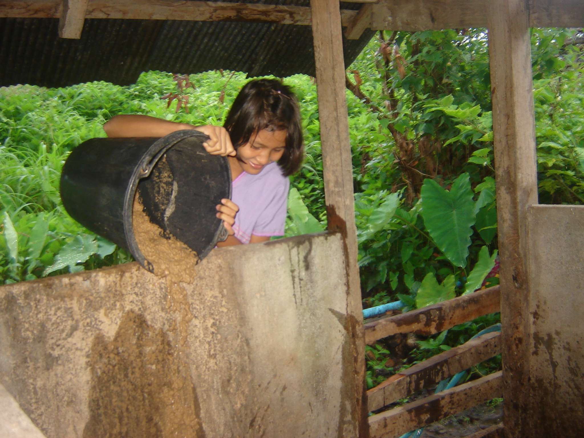 Children feeding the pigs.