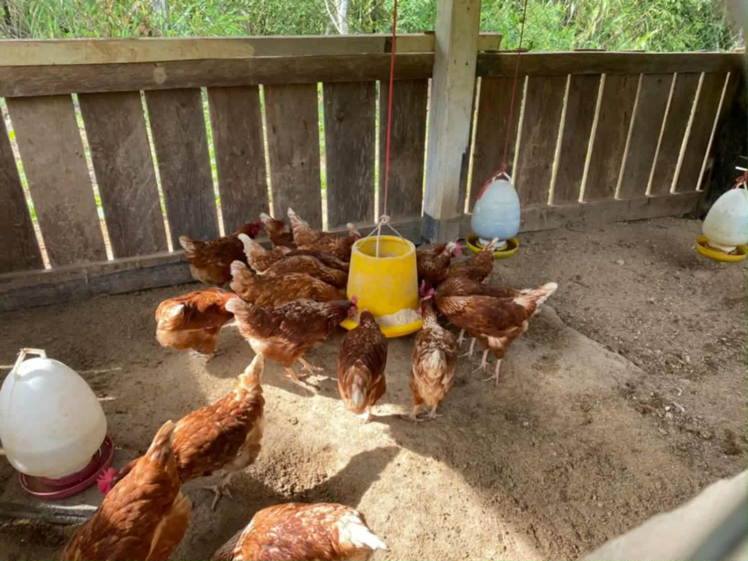 Clucking for Change: Fundraising for Our Egg-Raising Project!