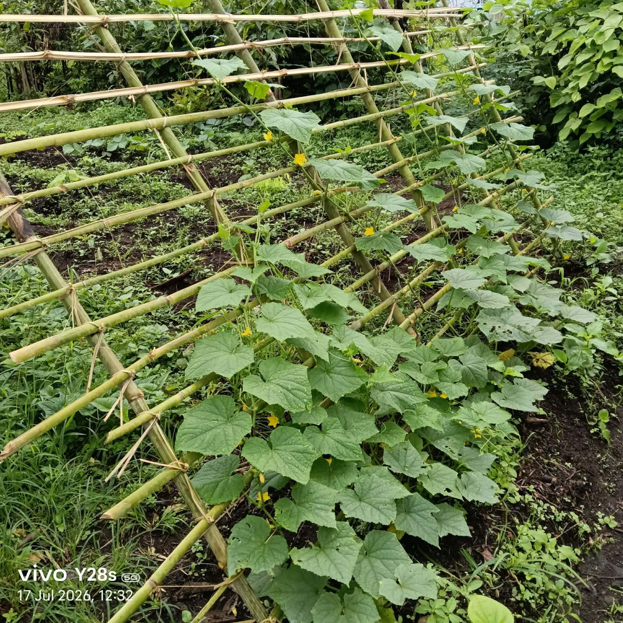 Vegetables the church teaches children to grow.
