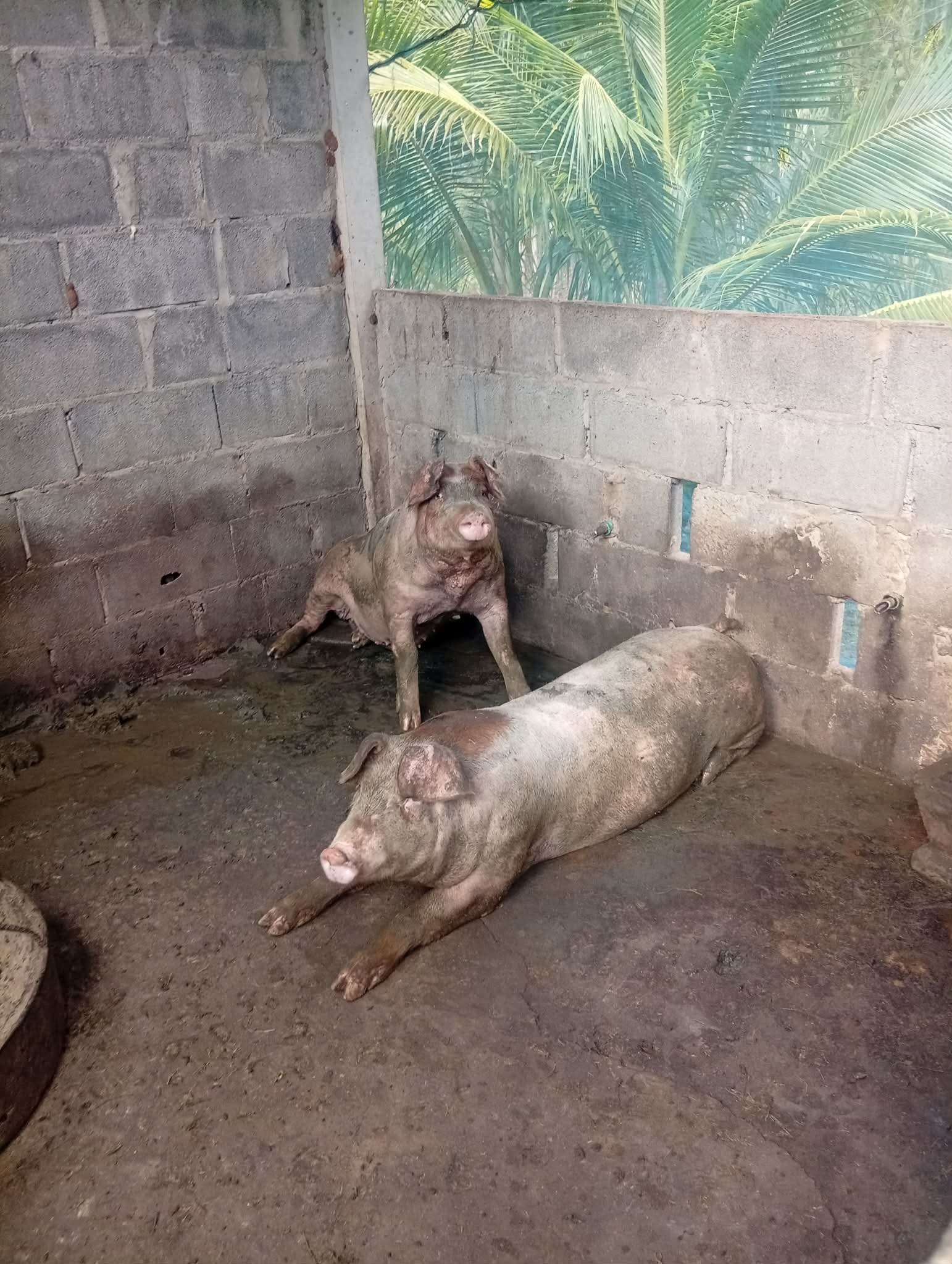 breeding sows that we have right now